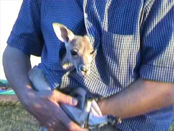 petit kangourou australien elev par mes amis de mont isa