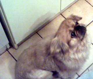 Mon chien, ne rigolez pas il vient d'un monastre : il chante et fais pleins d'autres trucs lol